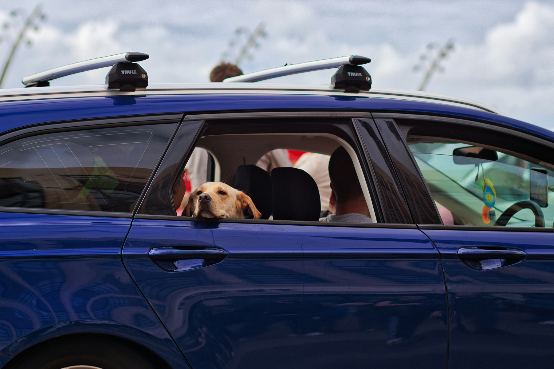 Hund im Fahrzeuginnenraum